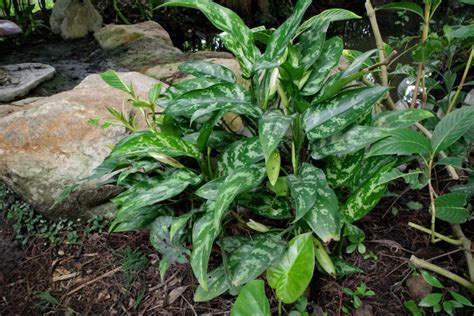 萬年青屬|粗肋草(Aglaonema spp.)